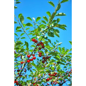 Red Amla Plants